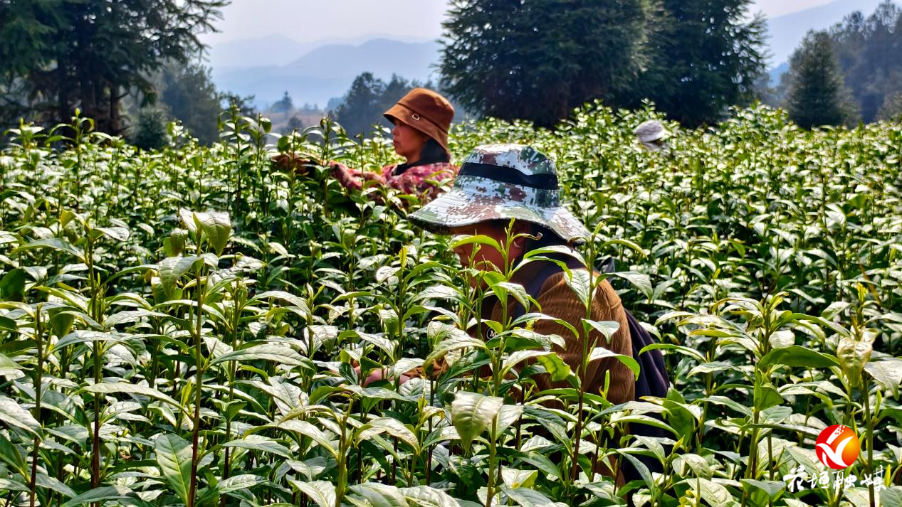 万亩茶园“第一采” 三百茶农喜摘“金芽”