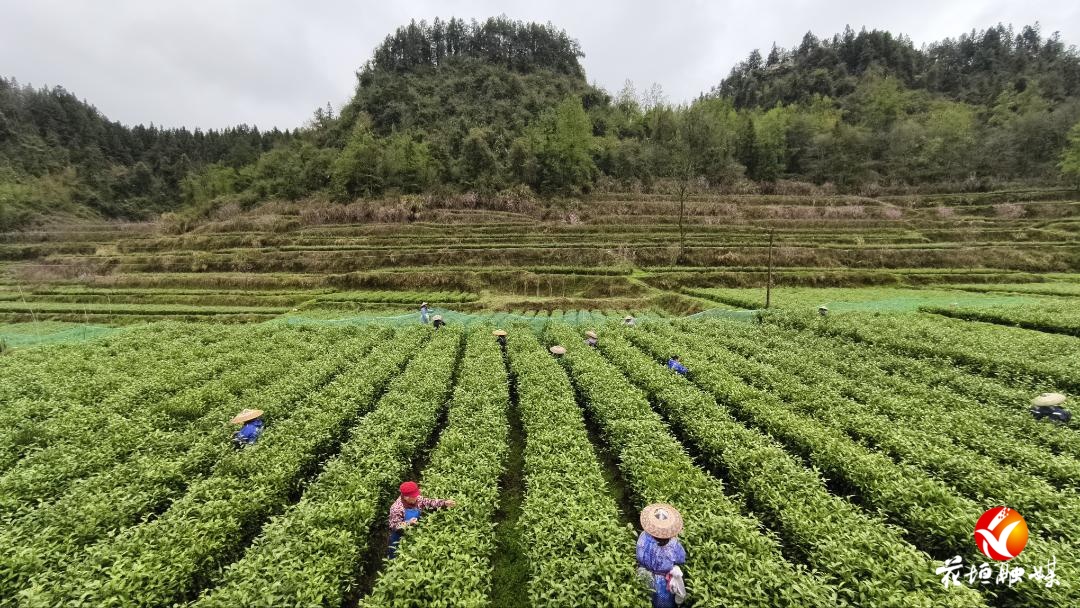 代表回基层｜石佳：茶园宣讲两会精神  续写“茶绣融合”新篇章