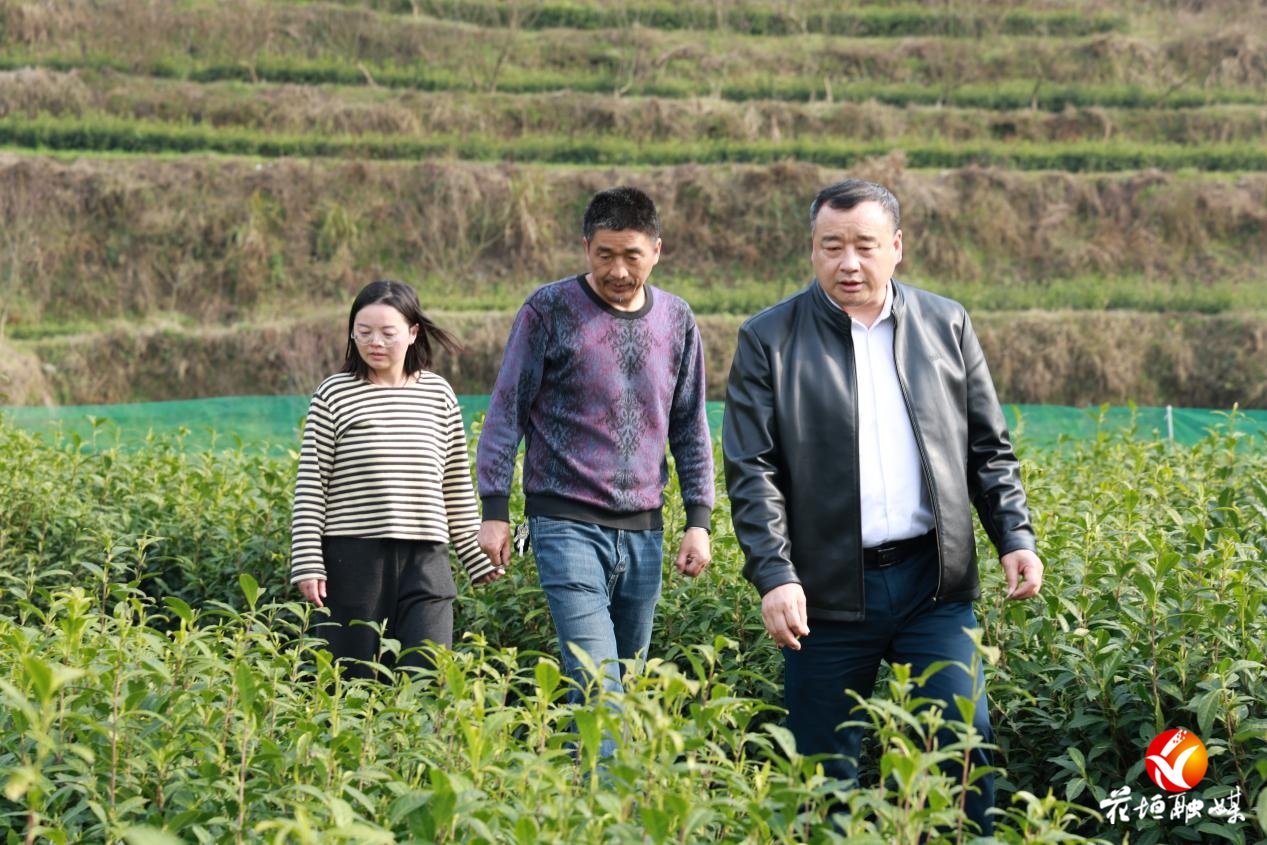 春耕有才 丰收可期︱黄纯勇创新工作室：与时间赛跑的“护茶人”