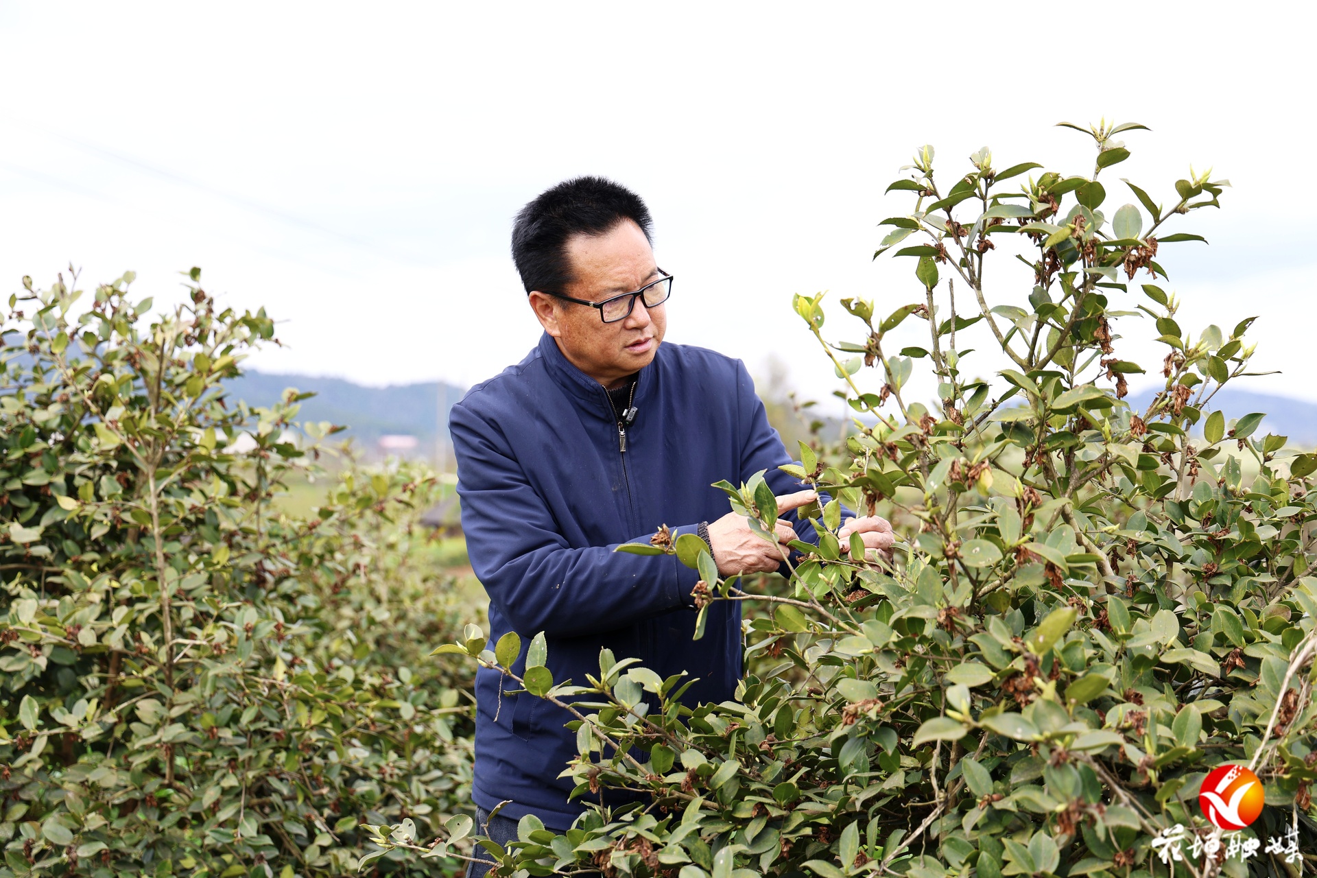 春耕有才 丰收可期丨从“异乡人”到主心骨 刘全丰深耕油茶暖苗乡
