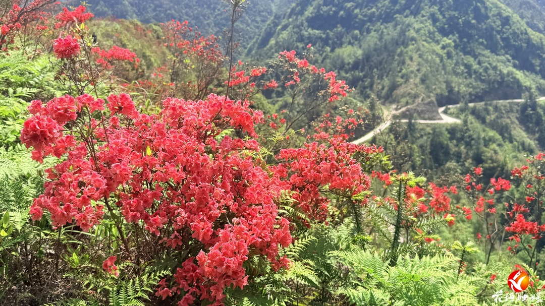 五一假期，花垣梳子山满山杜鹃盛放迎客