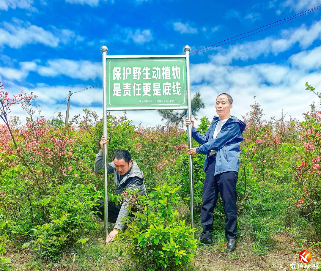 花垣强化宣传，守护野生映山红