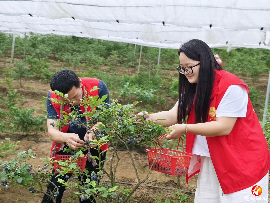 花垣县长乐乡红色帮帮团：蓝莓抢摘忙，助农保丰收