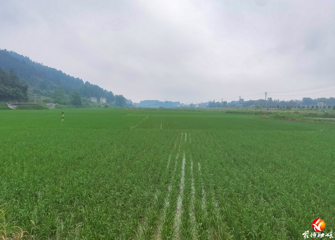 牛背鹭、白鹭、白颈鸦齐聚——花垣县金双坪村绿水青山引来“空中精灵”