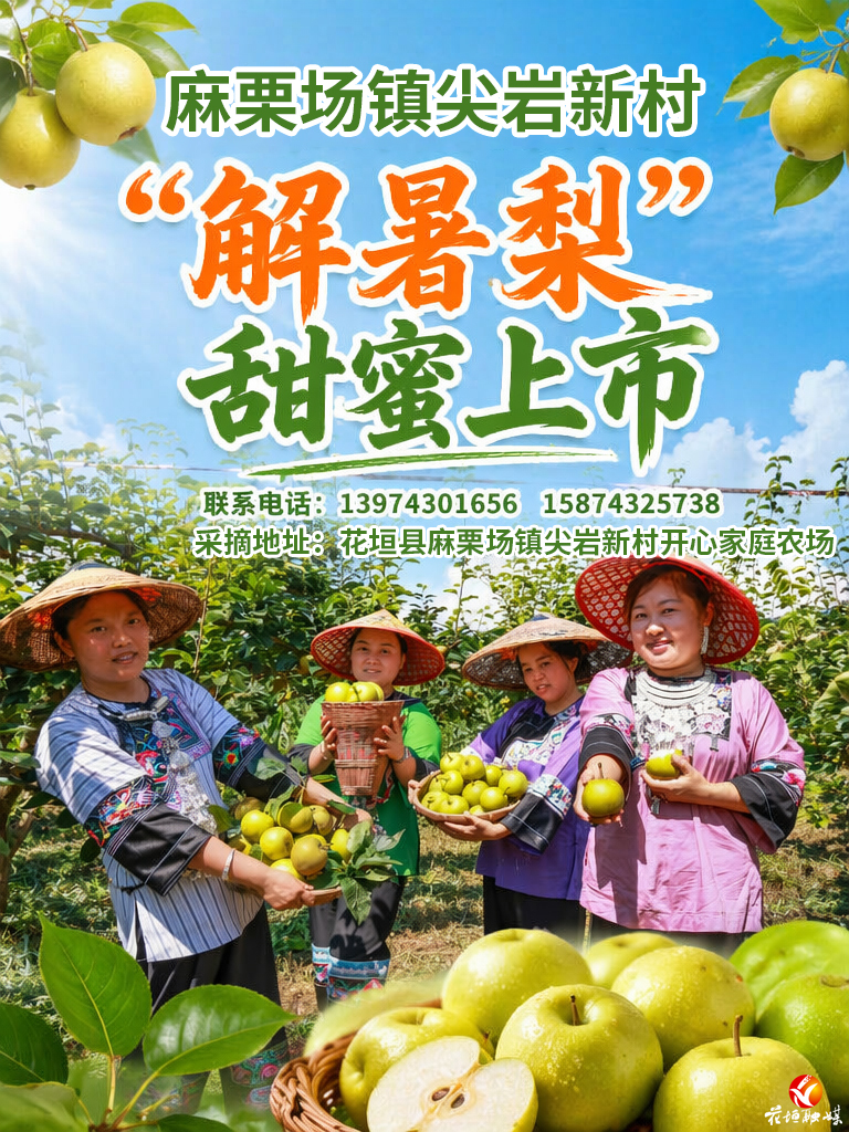 花垣县尖岩新村：“解暑梨”甜蜜上市 盛夏硕果满枝头
