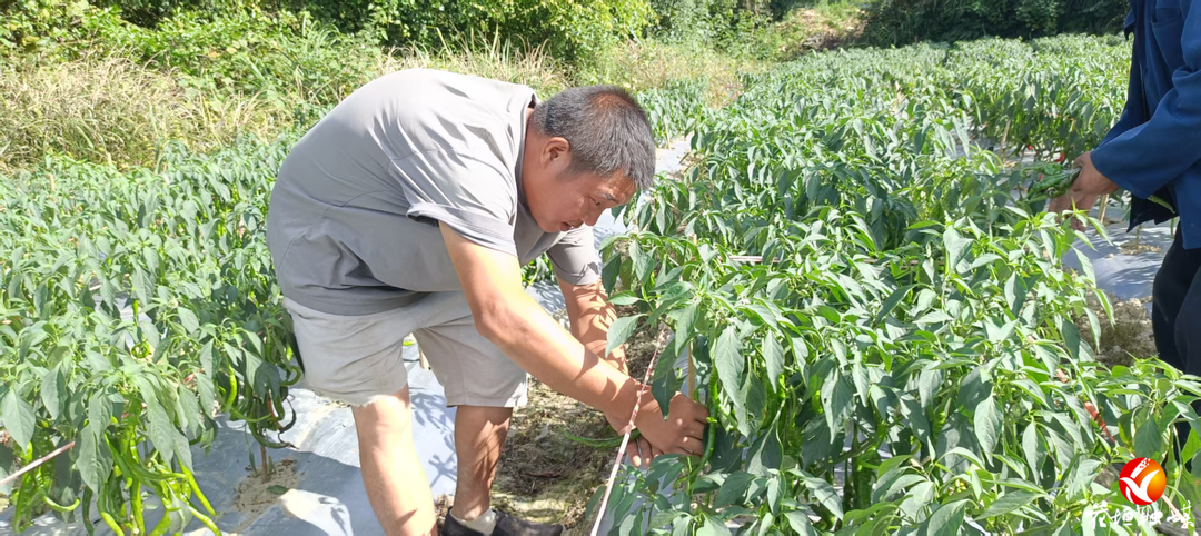辣椒熟了，钱包鼓了——花垣县排碧村返乡农民工吴森种植辣椒带领村民致富小记