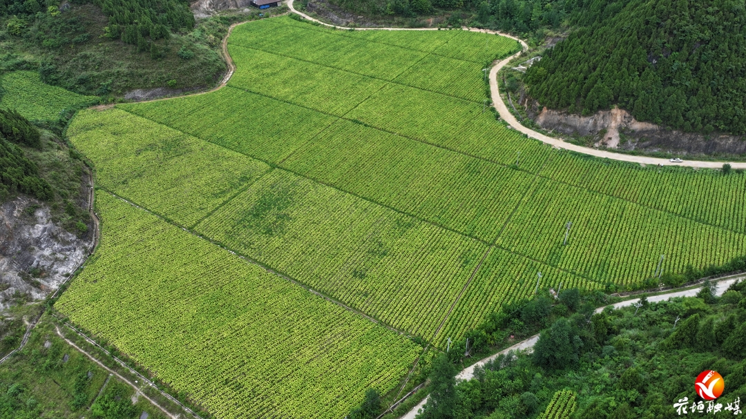 烟叶飘香丰收忙！花垣县烟叶采烤季全线开启，助农增收稳民心