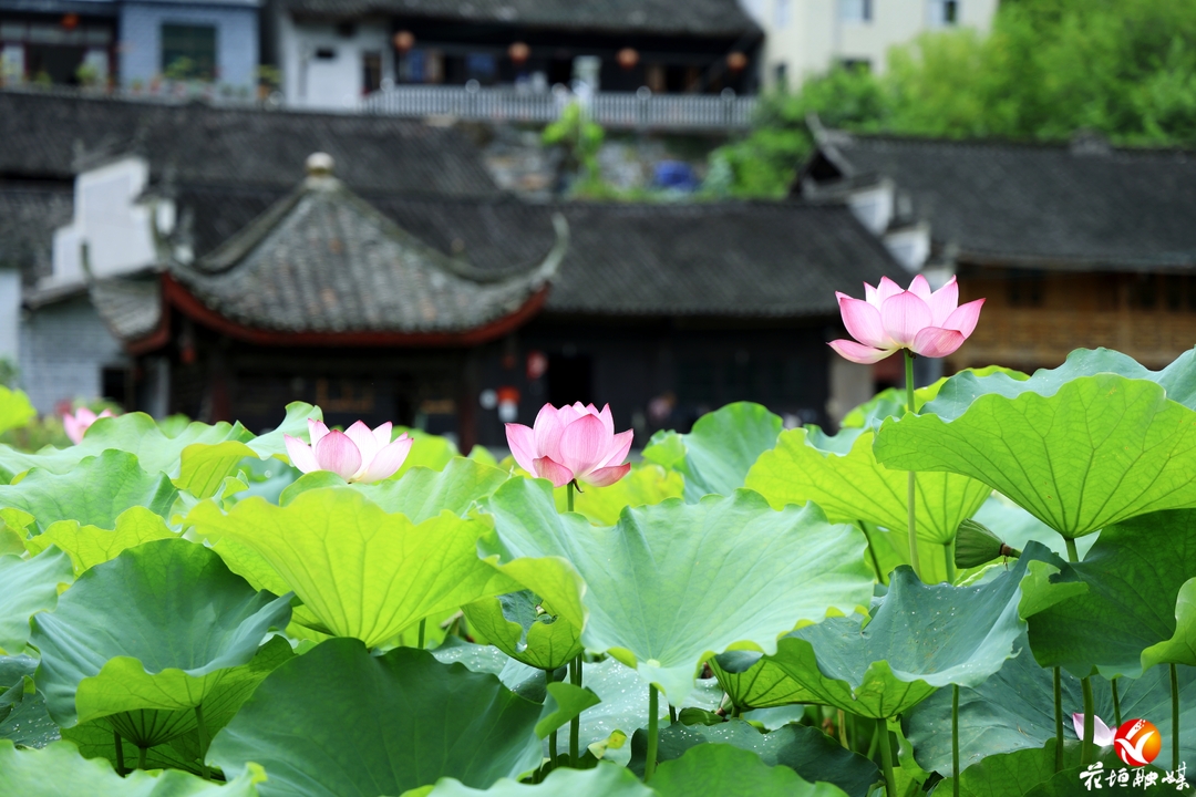 双龙镇芷耳村：荷花盛放 夏韵悠长