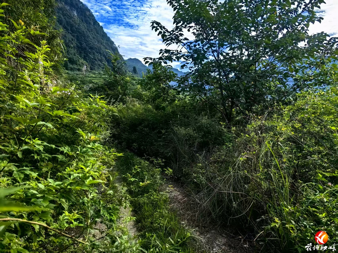 花垣县两河社区干群砍青疏通秋收“肠梗阻”