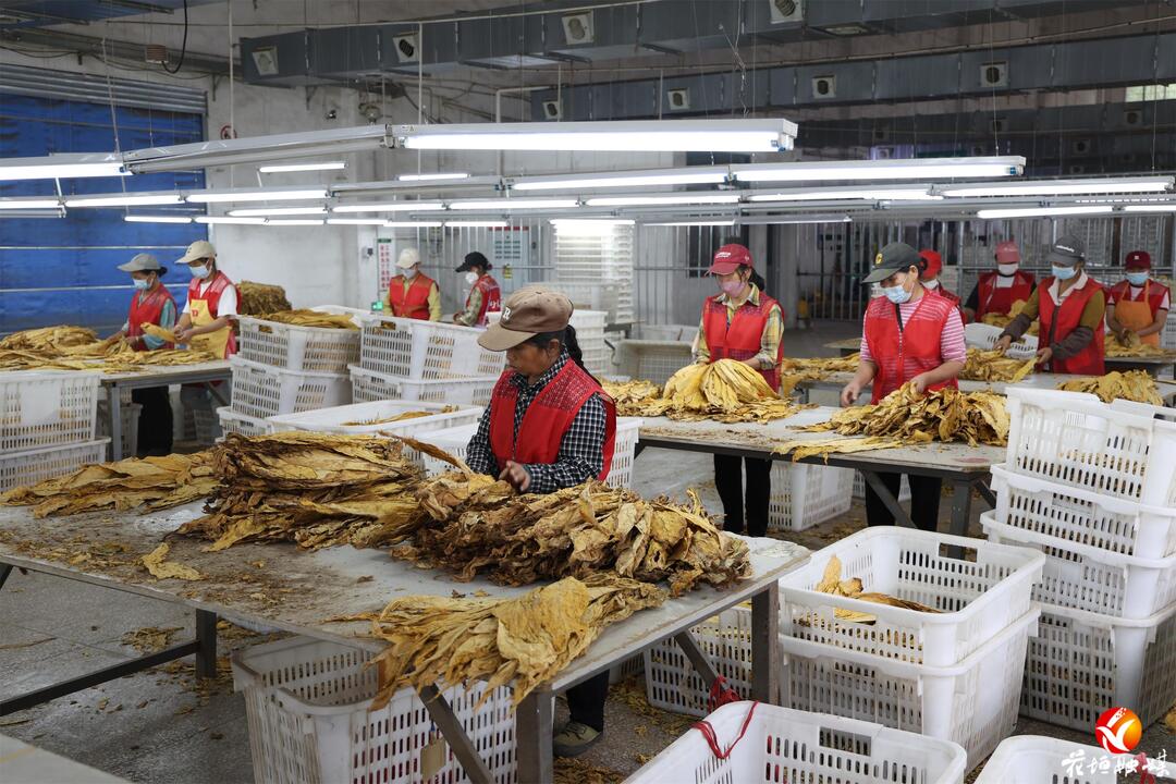 花垣县烟叶收购全面开秤！计划45天完成4.066万担收购任务
