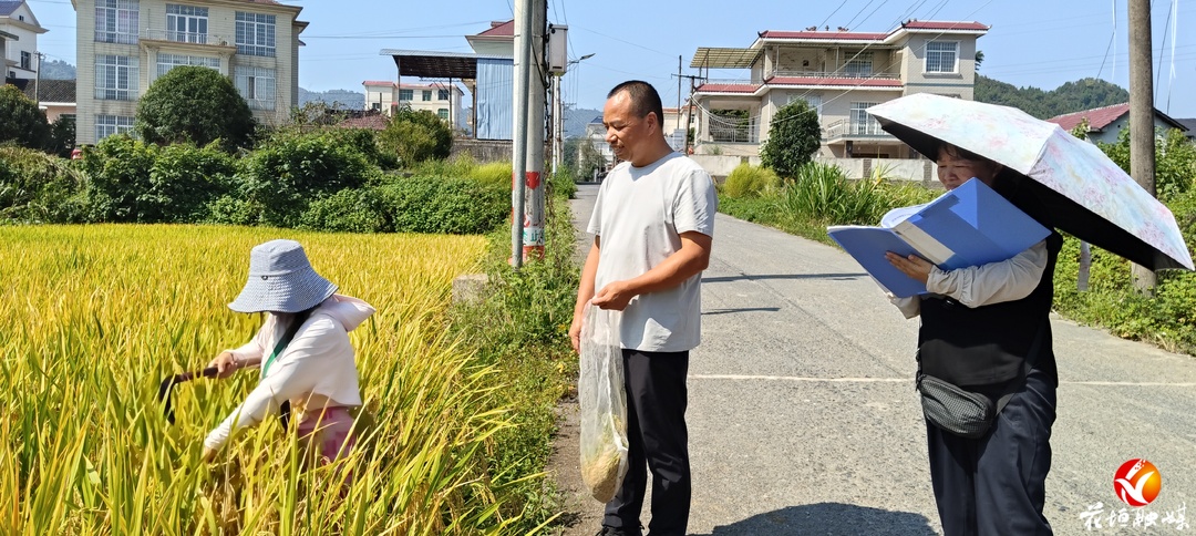 穗满稻黄 花垣镇田间测产“量”丰收