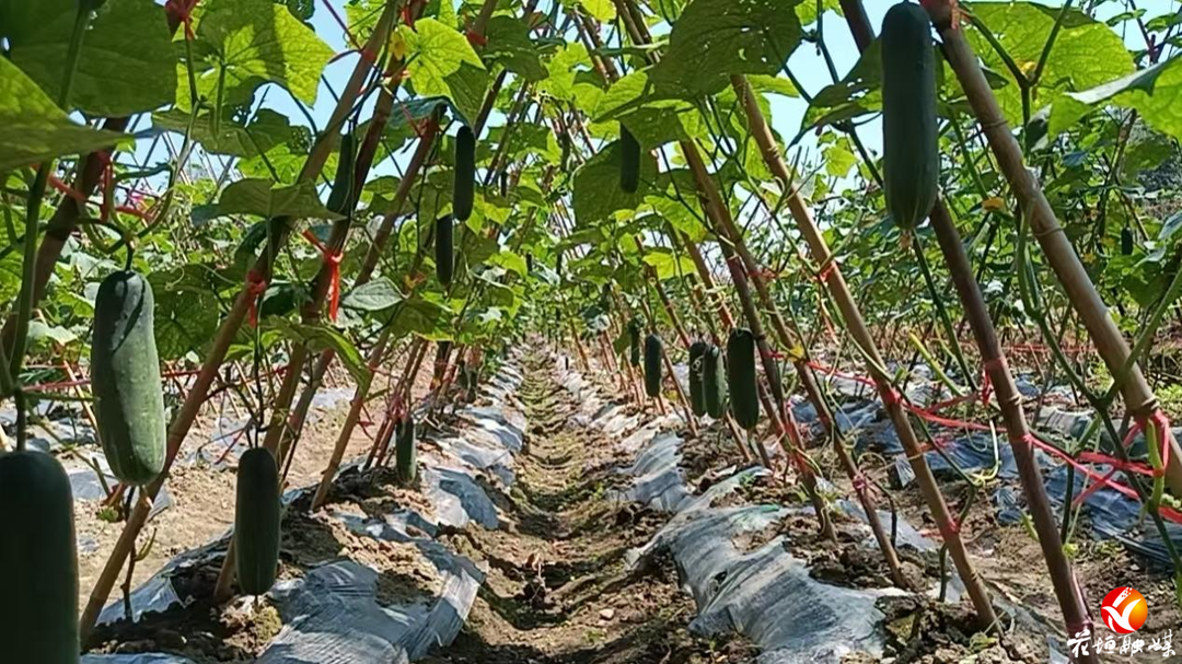 ​秋淡不淡！雅酉镇黄瓜错峰上市，集体账本添新收