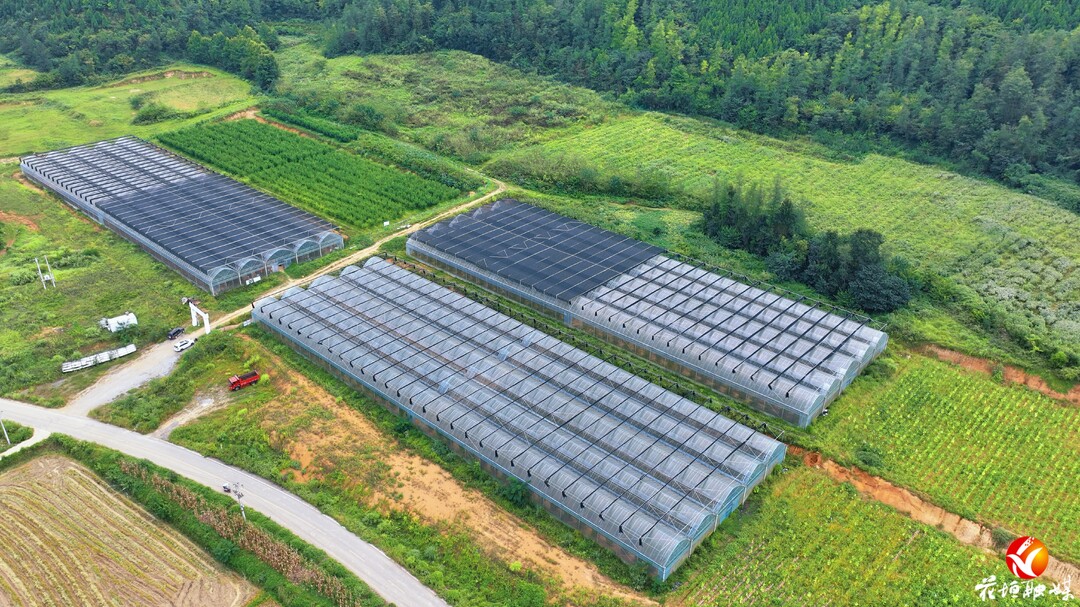 葡萄界的“爱马仕”开园了！花垣振兴村马斯卡丁葡萄正式上市