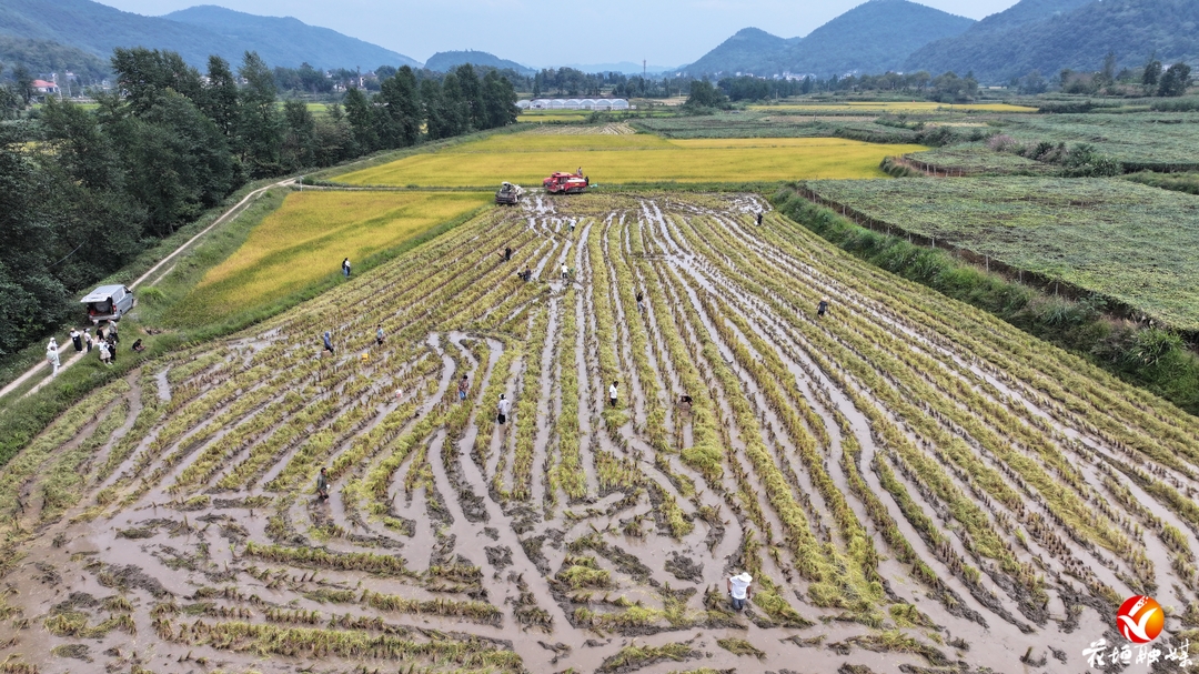 吉卫镇农场社区：科学种粮稳丰产 稻谷飘香好“丰”景