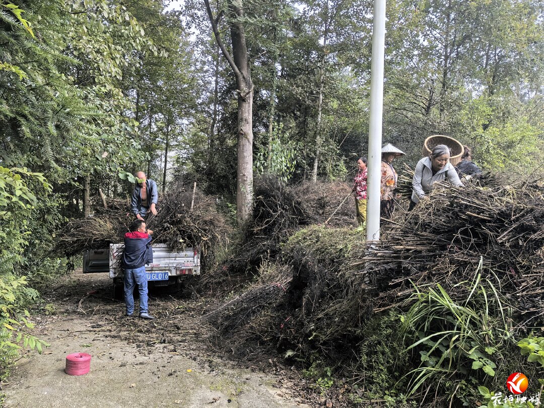 花垣县麻栗场镇各鱼村：秸秆变废为宝 玉竹产业沃土生“金”